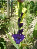 ljubičasta gladiola